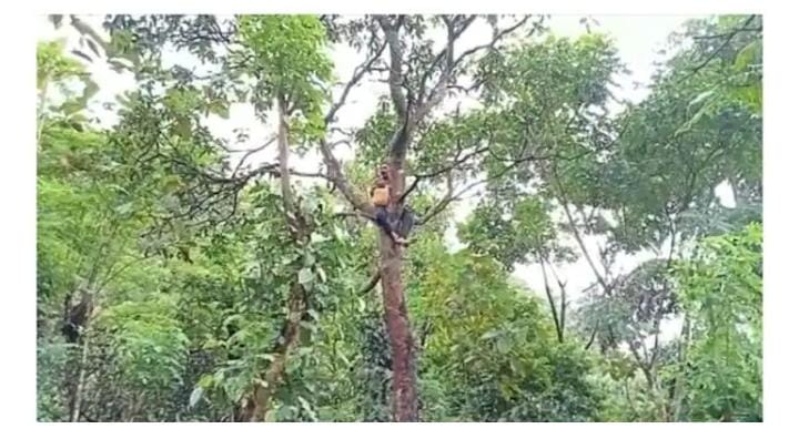 കുരങ്ങ് ശല്യം; ആത്മഹത്യാ ശ്രമം നടത്തിയ കർഷകനെ അനുനയിപ്പിച്ച് താഴെയിറക്കി