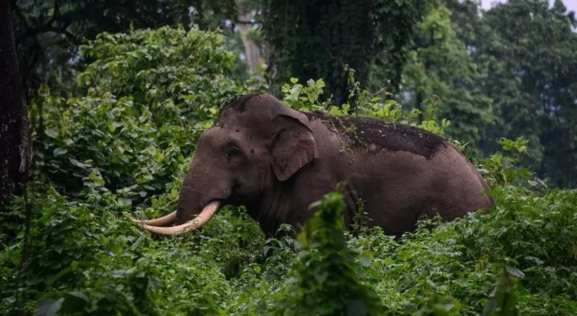 ഇടുക്കിയിൽ വിനോദസഞ്ചാരിയെ കാട്ടാന ചവിട്ടിക്കൊന്നു