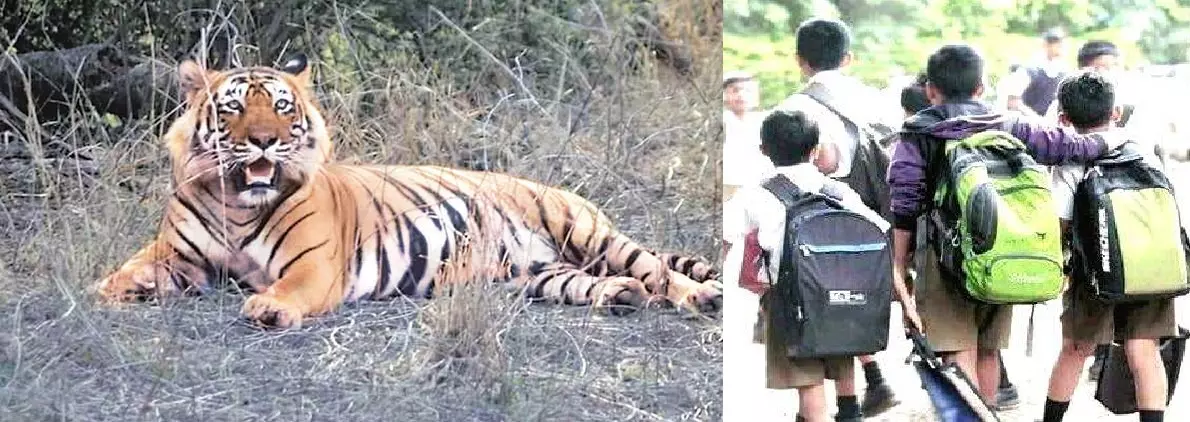 കടുവയുടെ സാന്നിധ്യം; വയനാട്ടിലെ രണ്ട് പഞ്ചായത്തിലെ വിദ്യാഭ്യാസ സ്ഥാപനങ്ങള്‍ക്ക് അവധി