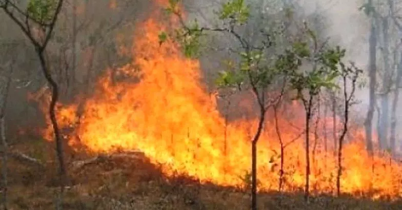 വേനൽ കടുത്തതോടെ കാട്ടുതീ ഭീഷണിയിൽ വനമേഖലകൾ