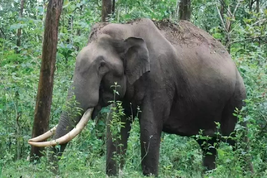 അരിക്കൊമ്പനുള്ള റേഡിയോ കോളര്‍ നാളെ എത്തിക്കും