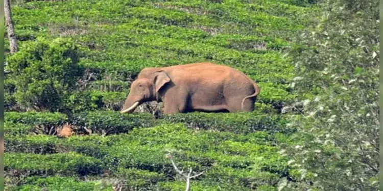 ചിന്നക്കനാലിൽ കാട്ടാനക്കൂട്ടം വീട് തകർത്തു; ചക്കക്കൊമ്പനും കൂട്ടത്തിൽ