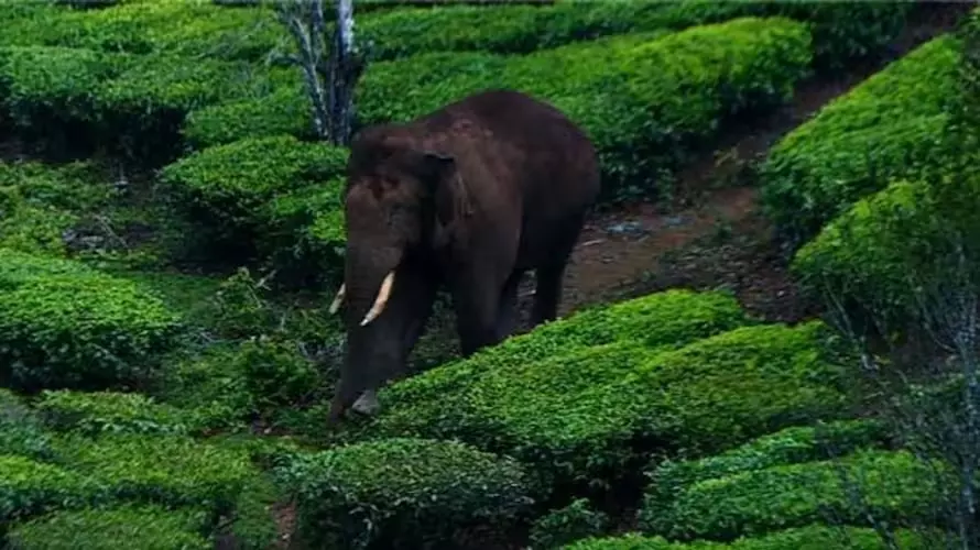 അരിക്കൊമ്പൻ ജനവാസ മേഖലയിലിറങ്ങി; മഴ മേഘങ്ങൾ കാരണം സിഗ്‌നൽ കിട്ടുന്നതിൽ തടസം