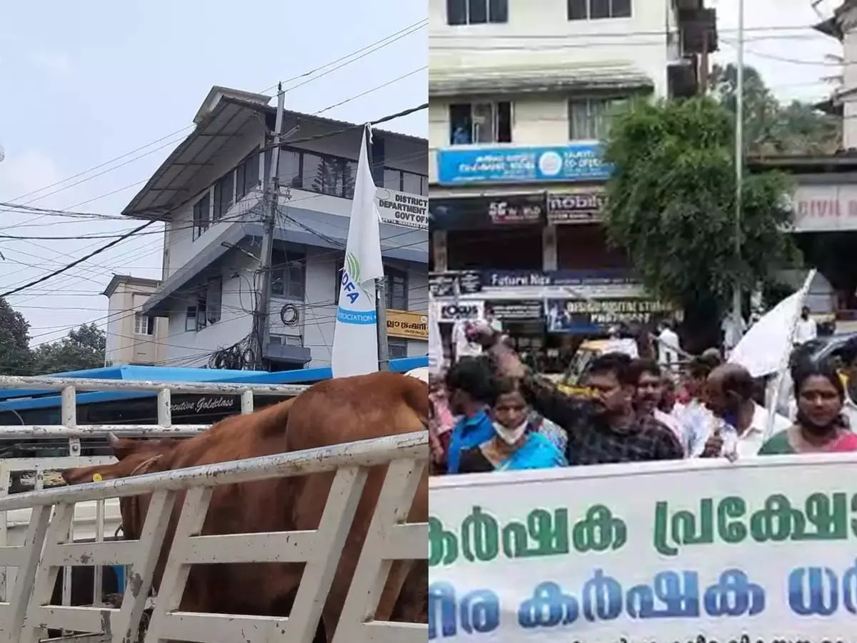 മിൽമ മതി; പശുക്കളുമായി റോഡിലിറങ്ങി കർഷകരുടെ പ്രതിഷേധം  