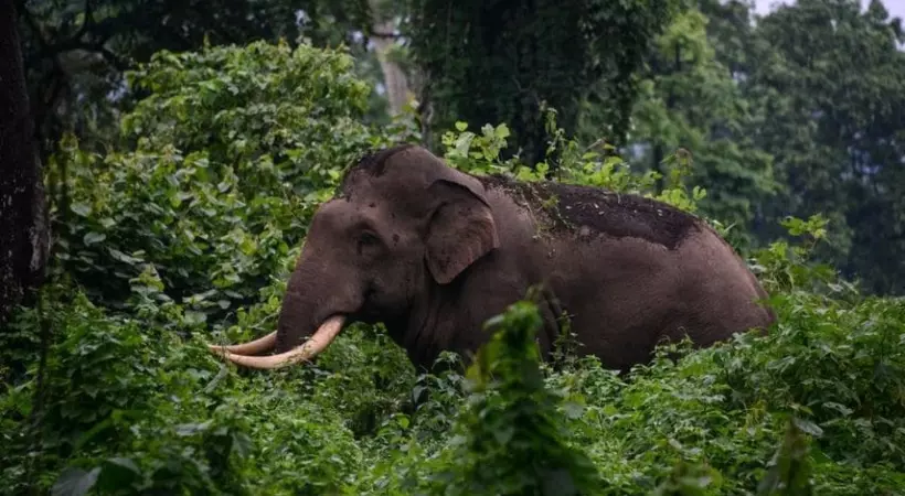 പി.ടി.7നു വലതുകണ്ണിന്റെ കാഴ്ച നഷ്ടപ്പെട്ടു; എയർ ഗൺ പെല്ലറ്റ് കൊണ്ടു പരുക്കേറ്റതാണെന്ന് സംശയം