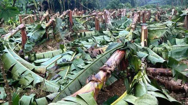 കെ എസ് ഇ ബി ഉദ്യോഗസ്ഥർ വാഴ വെട്ടി നശിപ്പിച്ച സംഭവം; കർഷകന് നഷ്ടപരിഹാരം ഉടൻ നൽകും, തുക പ്രഖ്യാപിച്ചു