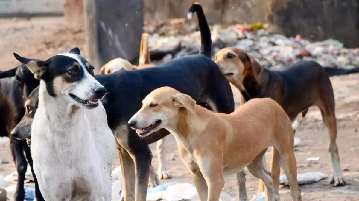 കേരളത്തിൽ നാല് വർഷത്തിനിടെ തെരുവ് നായ ആക്രമണത്തിൽ പേവിഷ ബാധയേറ്റ് മരിച്ചത് 47 പേർ