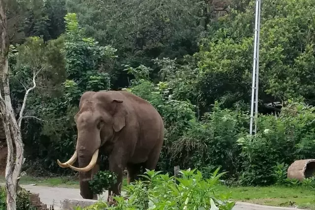 മൂന്നാറിൽ പടയപ്പയുടെ പാരാക്രമം; തലനാരിഴയ്ക്ക് രക്ഷപ്പെട്ട് യാത്രക്കാർ