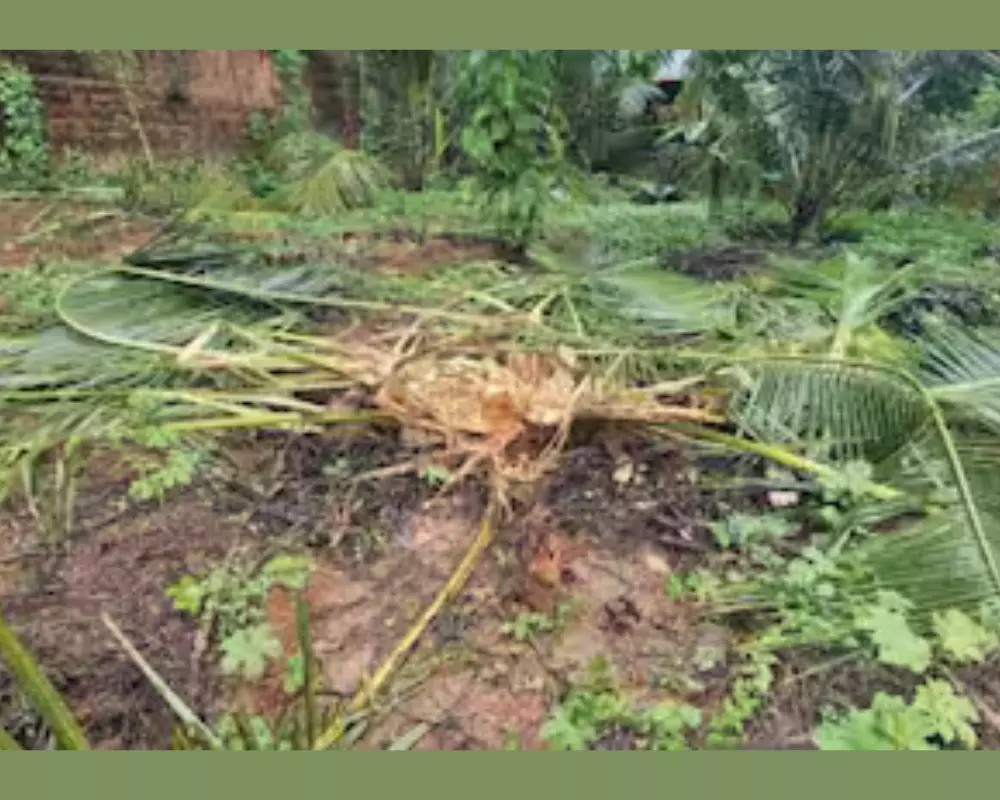 മലപ്പുറം കരുളായി പഞ്ചായത്തിലെ ജനവാസമേഖലയിൽ ഭീതി പരത്തി കാട്ടാനയുടെ അതിക്രമം