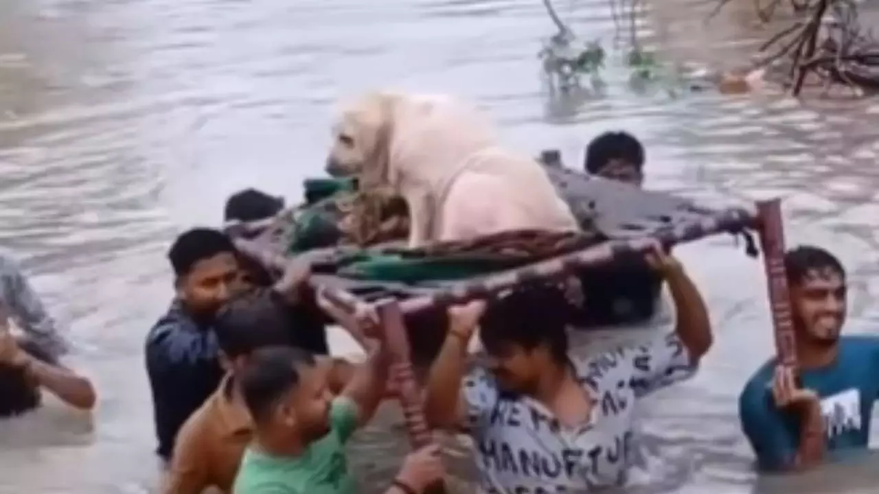 ജീവഭയത്തിൽ നായ രക്ഷകരായി നാട്ടുകാർ; വഡോദരയിലെ വെള്ളപ്പൊക്കത്തിൽ നായയെ രക്ഷിക്കുന്ന നാട്ടുകാർ