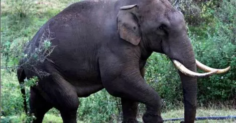 ആറ് മാസത്തെ ഇടവേളയ്ക്ക് ശേഷം പടയപ്പ തലയാര്‍ മേഖലയില്‍ വീണ്ടും എത്തി; ഓട്ടോറിക്ഷ തകര്‍ത്തു